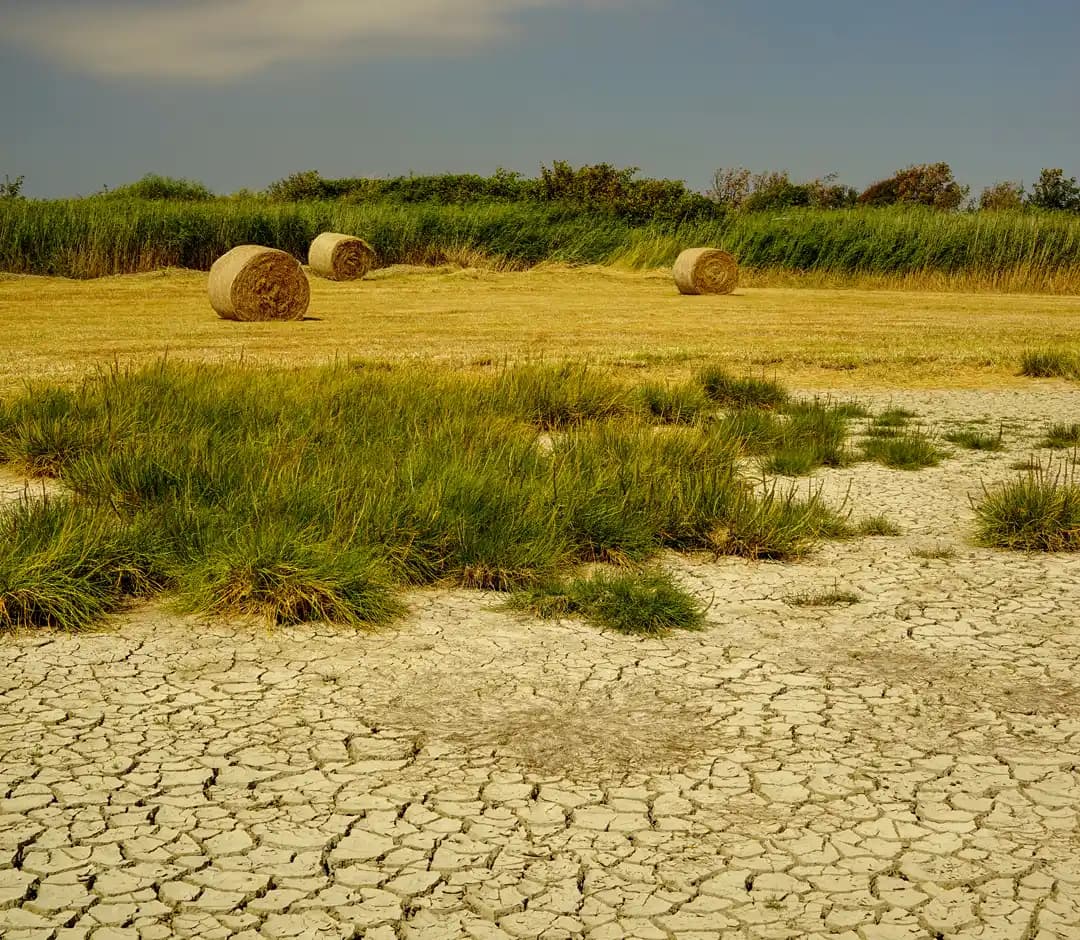 Été 2026 : un Bilan catastrophique pour l’agriculture